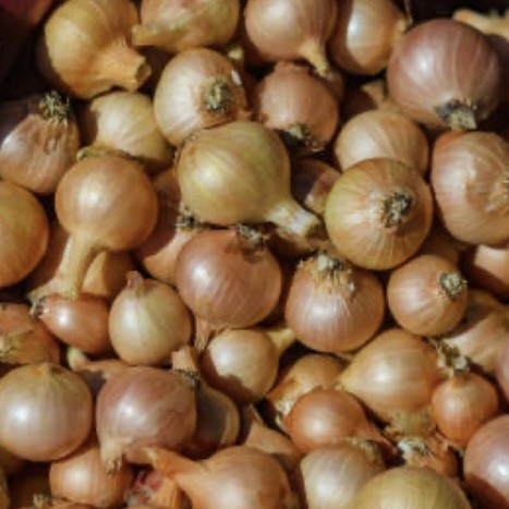 Local Onion