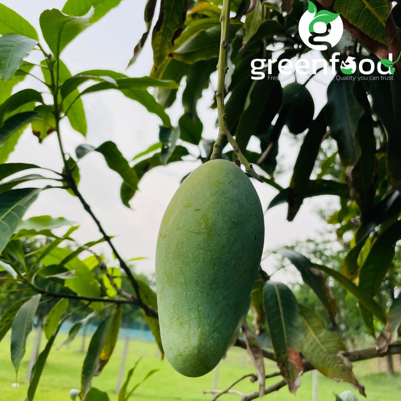 Premium Amrupali (5kg) – Chapai