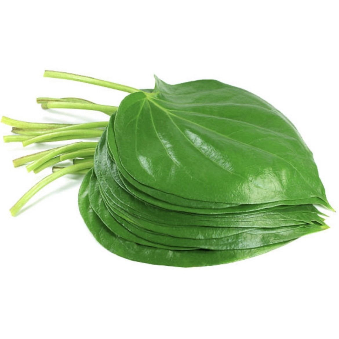 Betel Leaf (Paan)