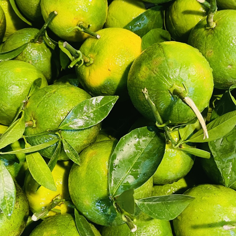 Green Malta