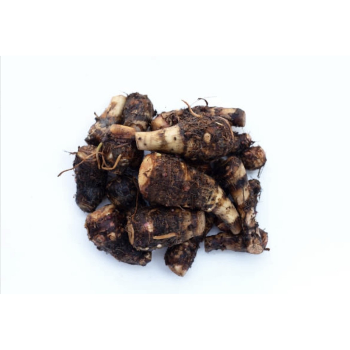 Toro Roots (Kochur Mukhi)