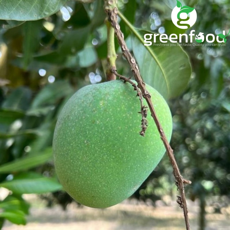 Premium Mango Himsagar (5kg) - Satkhira