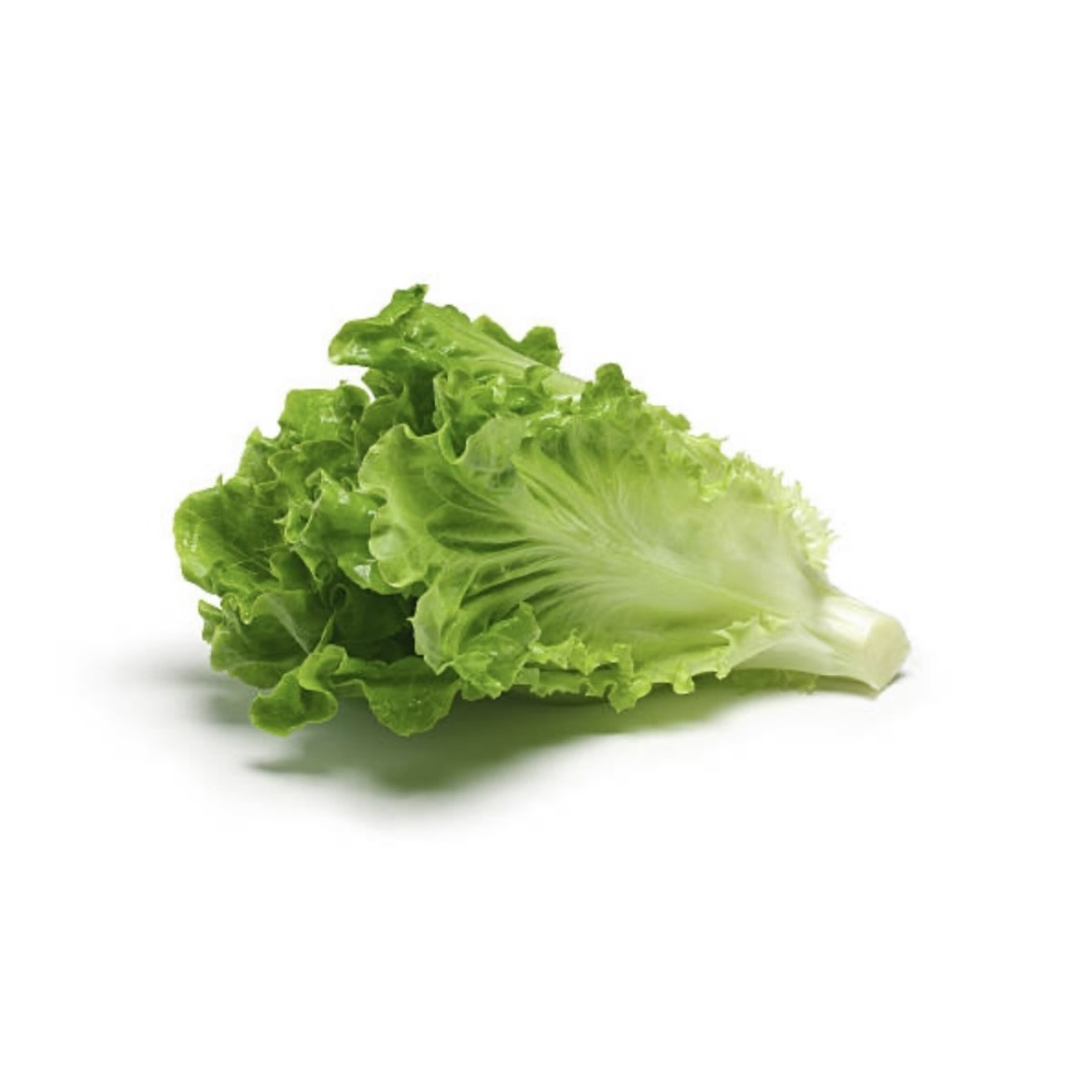 Lettuce Leaves