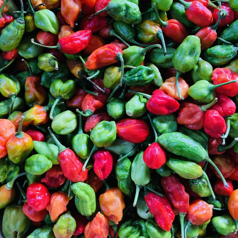 Bombay Chilli