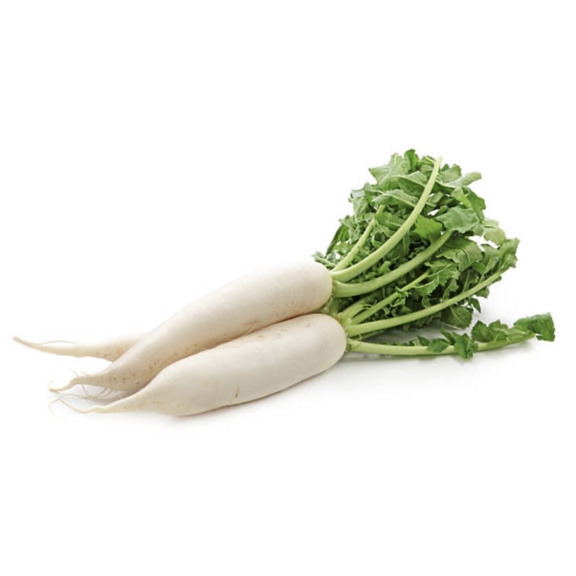 Radish (Mula)