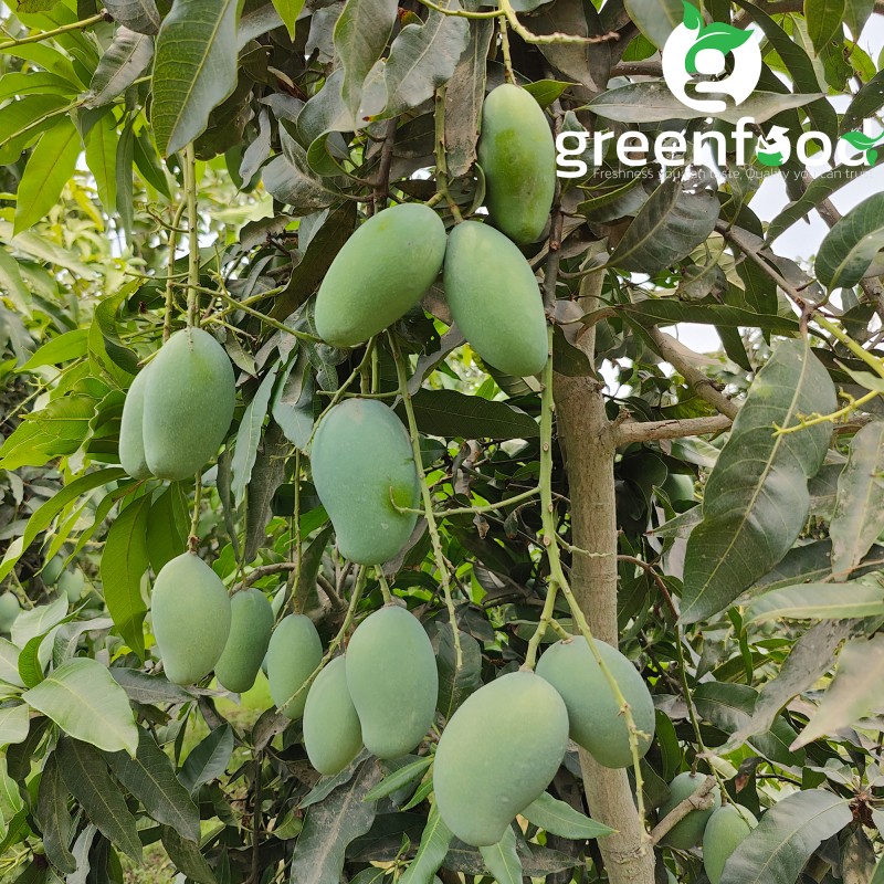 Premium Amrupali (20kg) - Naogaon