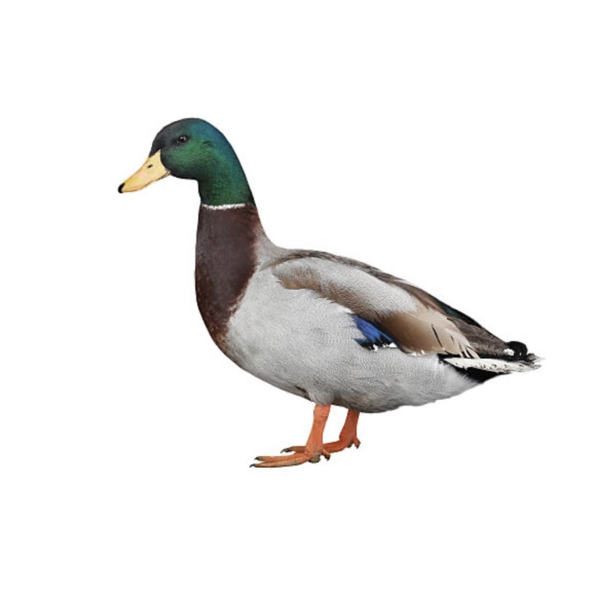 Deshi Duck