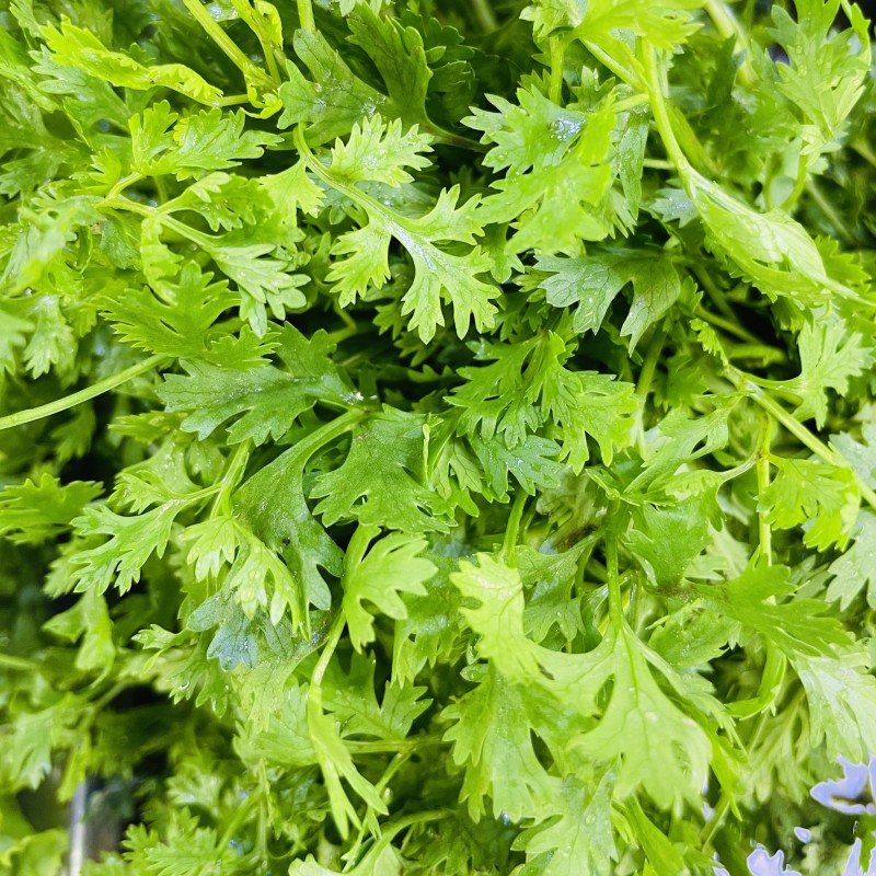 Coriander Leaves (Dhonia Pata)